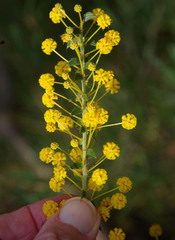 Acacia comans