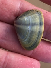 Latona deltoides