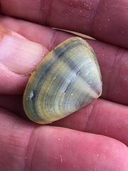 Latona deltoides