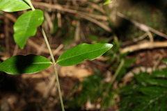 Melodinus acutiflorus