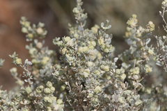 Atriplex lindleyi