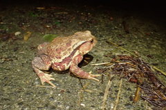 Bufo praetextatus