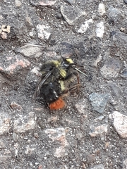 Bombus