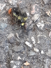 Bombus