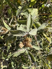 Pseudarthria hookeri