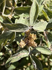 Pseudarthria hookeri