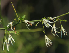 Anthocercis genistoides