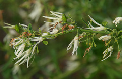 Anthocercis genistoides