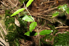 Melodinus acutiflorus