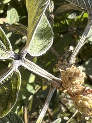 Pseudarthria hookeri