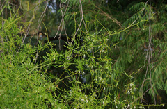 Anthocercis genistoides