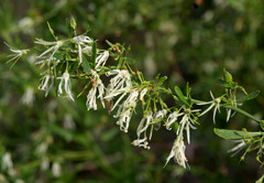 Anthocercis genistoides