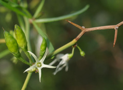 Anthocercis genistoides