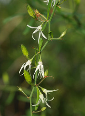 Anthocercis genistoides