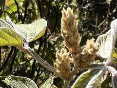 Pseudarthria hookeri