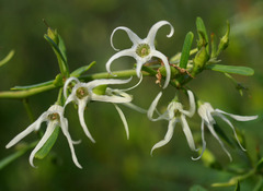 Anthocercis genistoides