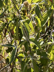 Pseudarthria hookeri