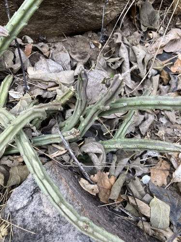 Ceropegia longipedicellata