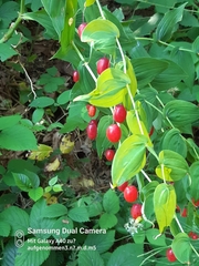 Streptopus amplexifolius