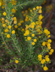 Acacia idiomorpha