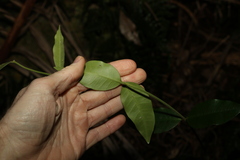 Melodinus acutiflorus