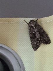 Apamea monoglypha