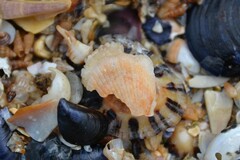 Talochlamys pusio