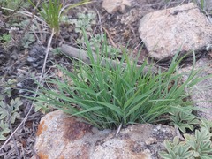 Cleistogenes squarrosa