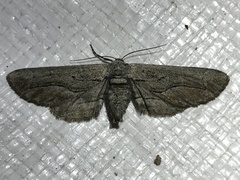 Holochroa dissociarius