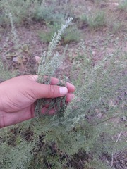 Artemisia obtusiloba subviscosa