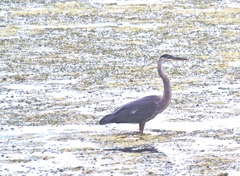 Ardea herodias