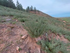 Artemisia obtusiloba subviscosa