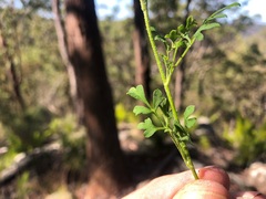 Xanthosia