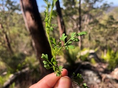 Xanthosia