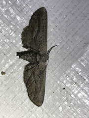 Holochroa dissociarius