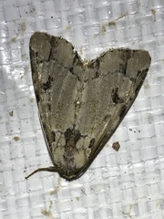 Condicinae