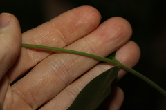 Melodinus acutiflorus