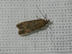 Helcystogramma lutatella