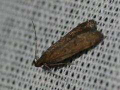Helcystogramma lutatella