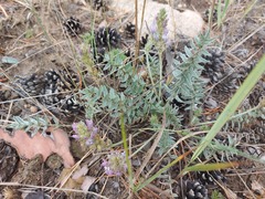 Oxytropis bargusinensis