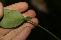 Melodinus acutiflorus