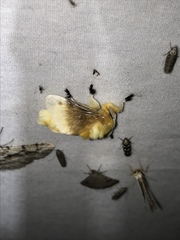Megalopyge bissesa
