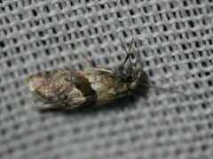 Cochylidia implicitana
