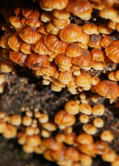 Xeromphalina leonina