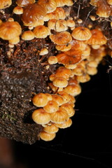 Xeromphalina leonina