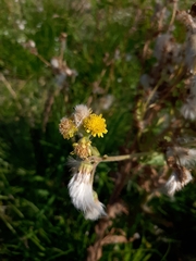 Tephroseris palustris