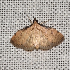 Nacoleia tumidicostalis