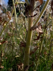 Tephroseris palustris