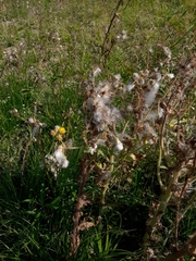 Tephroseris palustris