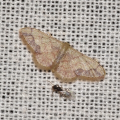 Idaea